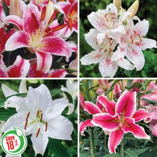 Oriental Lily Collection Thumbnail
